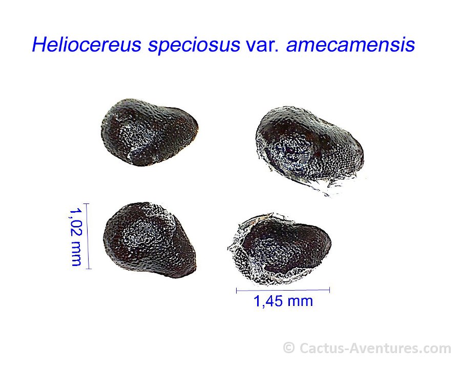 Heliocereus speciosus v. amecamensis BK